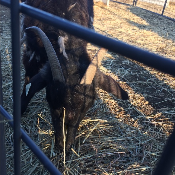 Meet your Posher, Isabelle - Picture 5 of 5